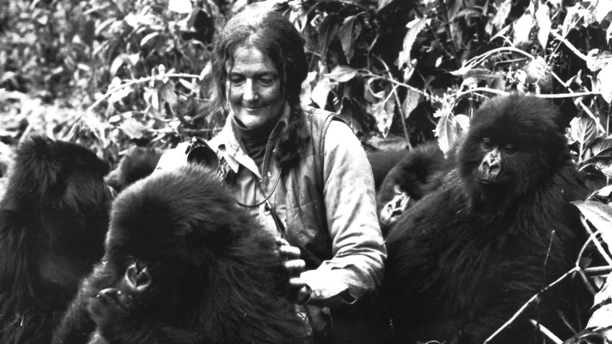 Milovala gorily a nakonec pro jejich záchranu zemřela. Příběh Dian Fosseyové